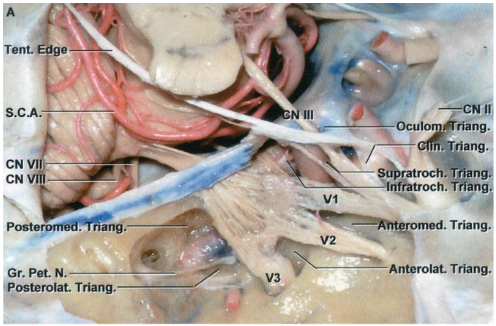 Tent s.CA. nano. Gr. Pet N. Fosterolat. Triang. Oculo Hang. .'Tria roch.T an fratroch. TtTanÉ . Triang Anterolat Triang. 