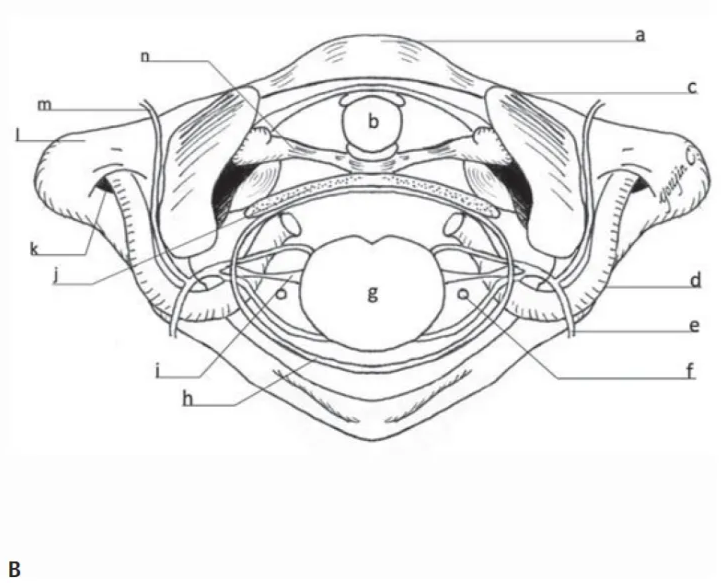 Transverse view of the foramen magnum.