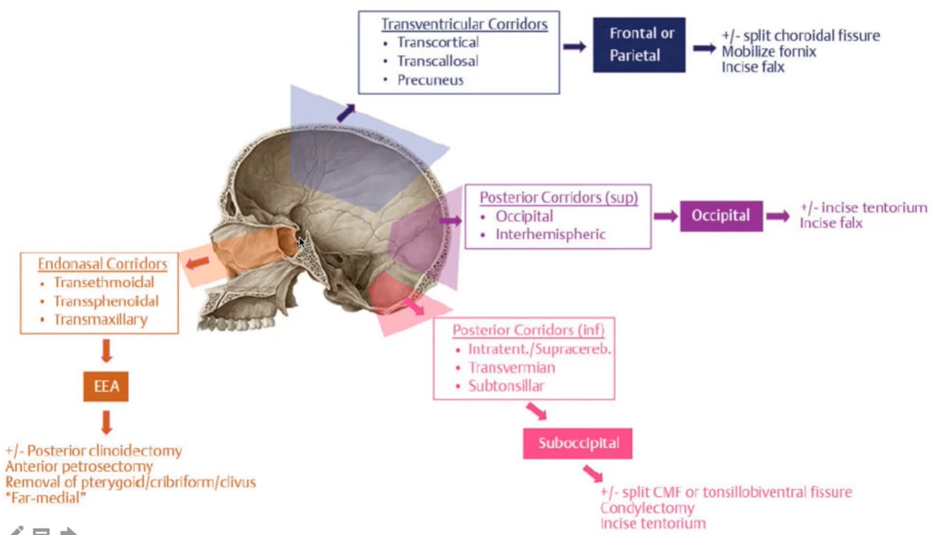 Transventricular Corridors • Transcortical . Transcallosal . precuneus Frontal or Parietal 4/- split choroidal fissure Mobilize fornix Incise falx Occipital l- incise tentorium Incise falx Fndonasal Corri dors • Transethmoidal • T' anssphenoiddl • Iransmaxjllary 1 1 +1 _ posterior clinoidectomy Anterior petrosectomy Removal of pterygoid/cribriform/clivus 'Far-medial" Posterior Corridors (sup) • Occipital • Interhemispheric Postelior Cot ridots (infl • Intl dtent./Sup1dce1eb. • Iransverrnian • Subtonsillar Suboccipital split LME or tonsillobiventral fissure Condylec torny Incise tent01ium 