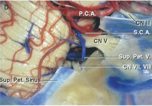 P.C.•AL sup. petu l, VIII Sup S't. Sin 