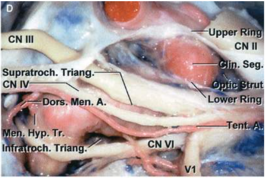 CN Ill Supratroch. Triang. Men. A. . Hyp. Tr. Ihr h. Triang. Upper Ri CN Il Lower Rin e 