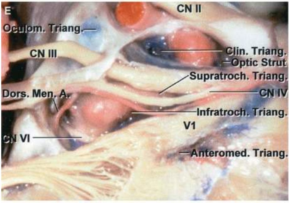 0m. ange—. CN Ill > • Me Iin. Tria ptic S Supratroch. Trian rian mromed. Triang. 