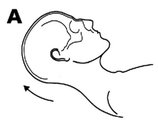 Head above the heart