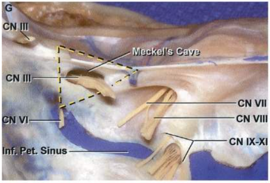 NO IIIA NO gnus I NO 