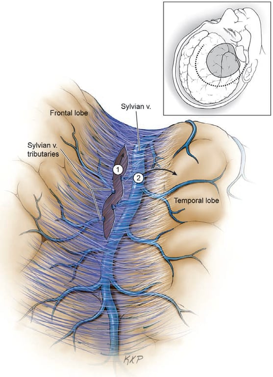 A diagram of the human body AI-generated content may be incorrect.
