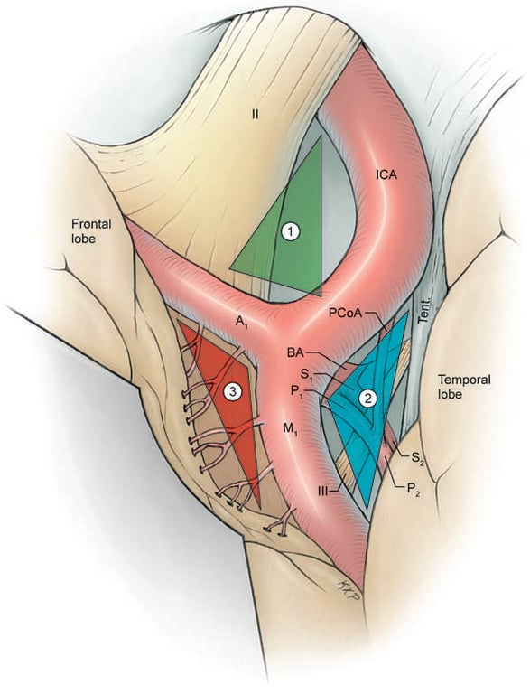 Diagram of a human body with the anatomy of the uterus AI-generated content may be incorrect.