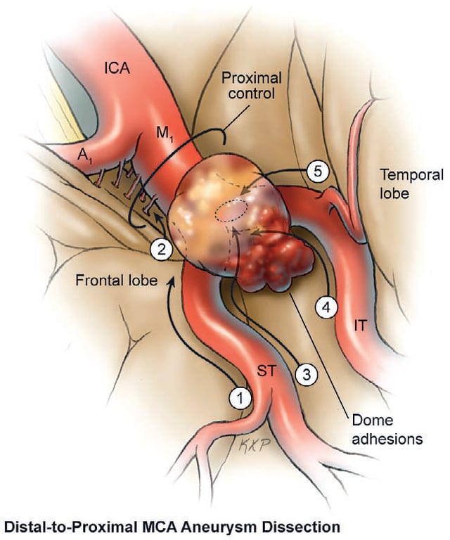 A diagram of a human body AI-generated content may be incorrect.