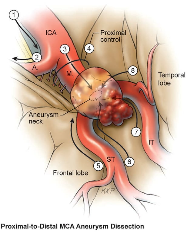 Diagram of a human body with a diagram of the body AI-generated content may be incorrect.