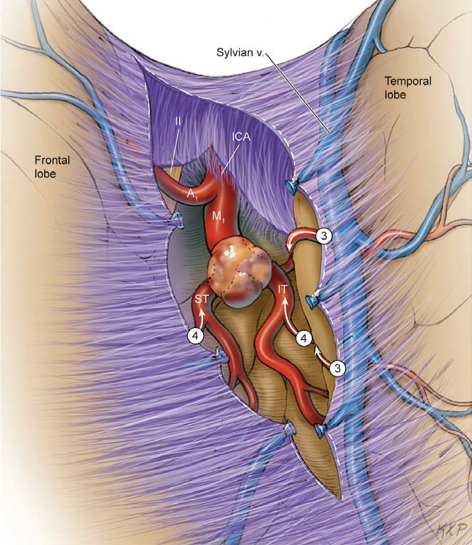 A diagram of the body AI-generated content may be incorrect.