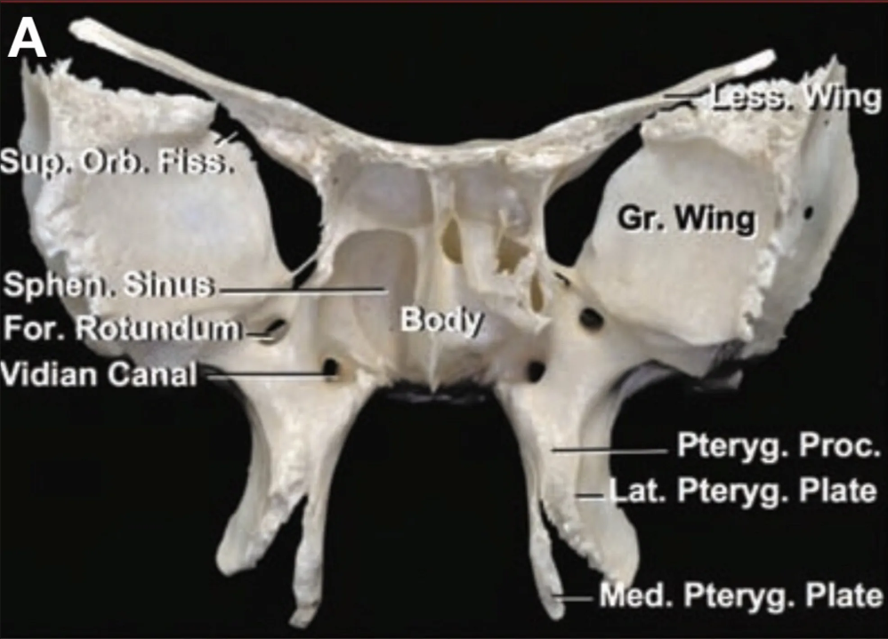 Anterior view of a sphenoid bone