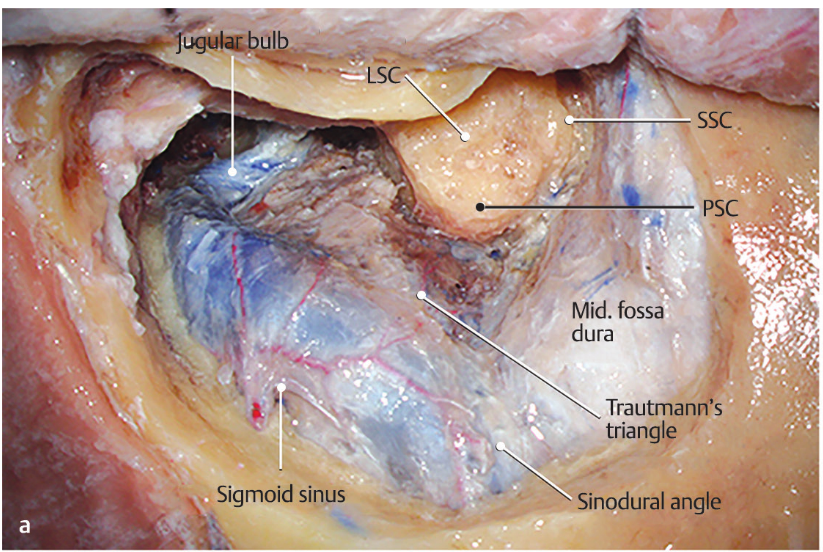 A close-up of a human body AI-generated content may be incorrect.