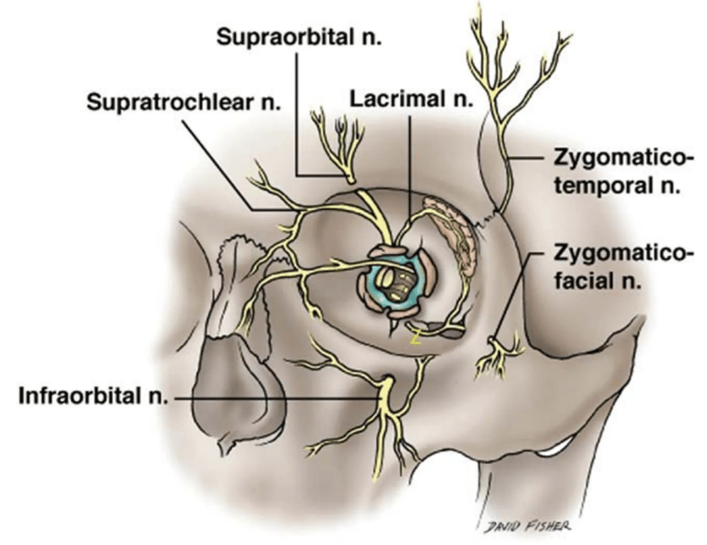 Anastomosis between the lacrimal nerve and zygomaticotemporal branch of the zygomatic nerve (a branch of the maxillary nerve) within the orbit.
