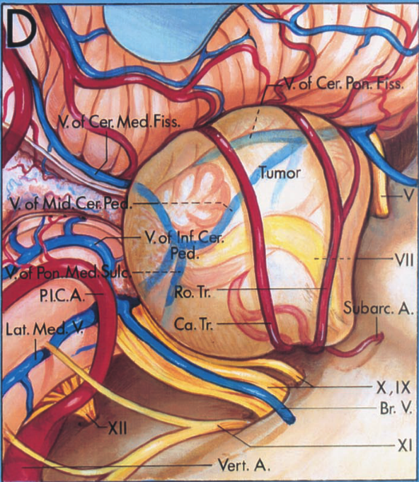 Lat. M mor VII ca. Tr. x,łx XI Vert. A. 
