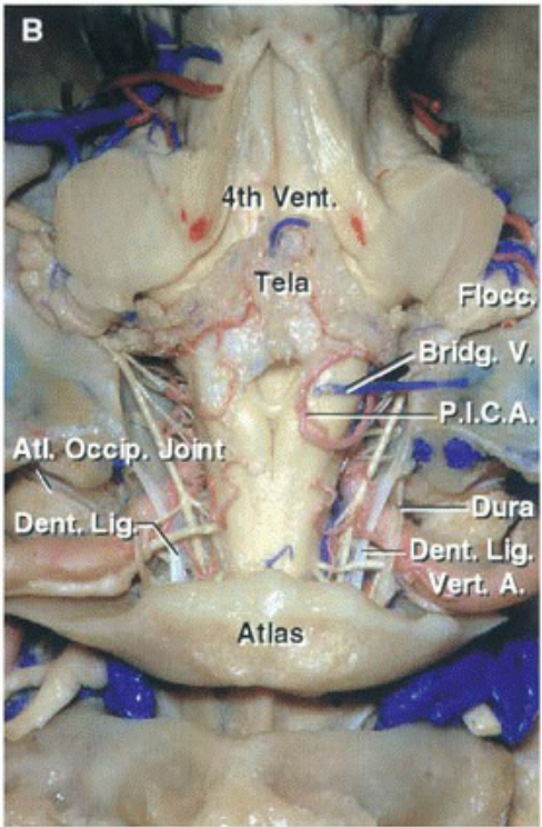 ig fth Vent. 'ela Atlas QVgrvpA. 