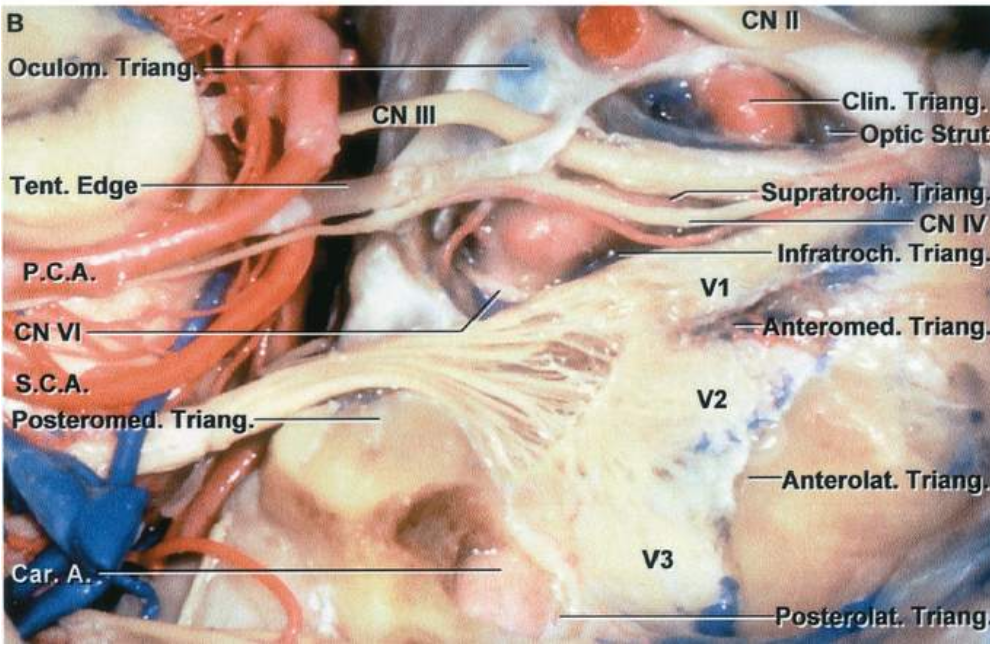 rian Tent. Edge F.c.A, riang. N ΙΙΙ Clin. Τ Supratroch” CN Trian . ΤΛαη Anterolat. Τή 