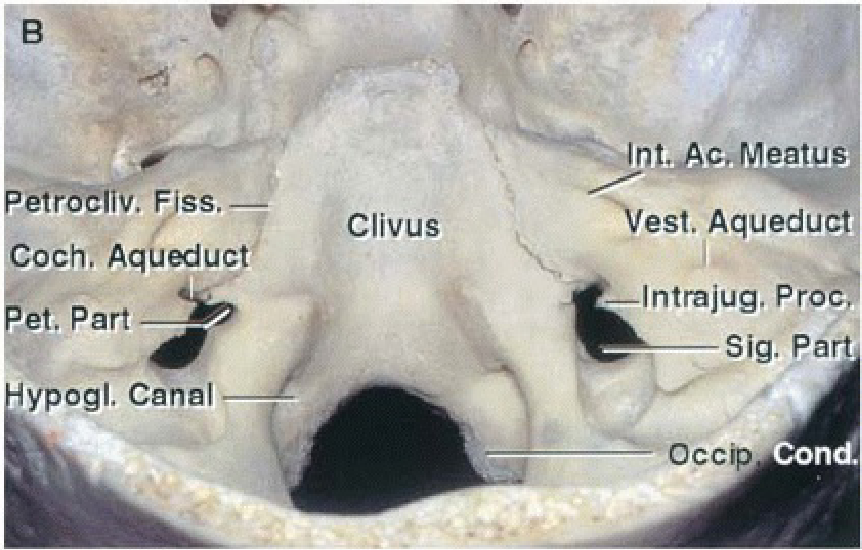 The view directed from posterior and superior shows the shape of the foramen, which is not seen on the direct superior view.