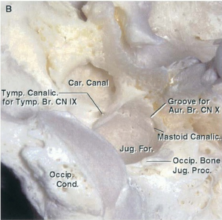 Car. Canal. Tymp. Canalic. for Tymp. Br. CN IX Groove for Aur. Br. CN Mastoid Canali Jug. For;, Occip. B Jug. Proc. Occipö end. 