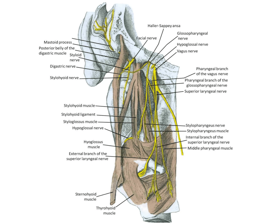 Haller-Sappey ansa. Note the styloid branch of the facial nerve receives a communication from the glossopharyngeal nerve and then divides into the digastric and stylohyoid nerve branches to supply the posterior belly of the digastric muscle and stylohyoid muscle, respectively. Note the Y-shaped communication between the pharyngeal branches of the vagus and glossopharyngeal nerves as both branches join to form a single trunk before supplying the pharynx.