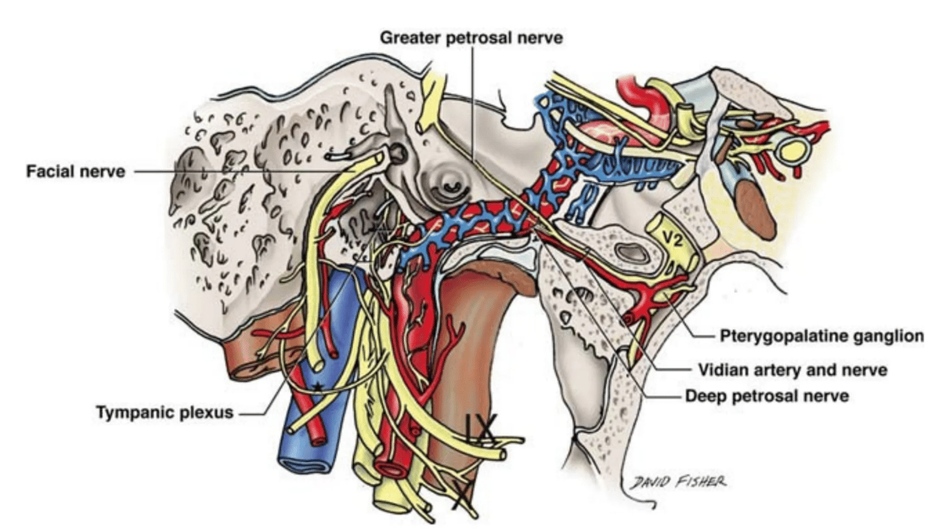 Schematic drawing showing connections between cranial nerves VII, IX, and X and some of their branches. Notable here is the loop-shaped connection (black star) between the proximal portions of the facial and glossopharyngeal nerve trunks.