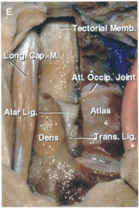 Ala ect6rbl '&mb. À.tl. Occb.'Joht Atlas rans. 