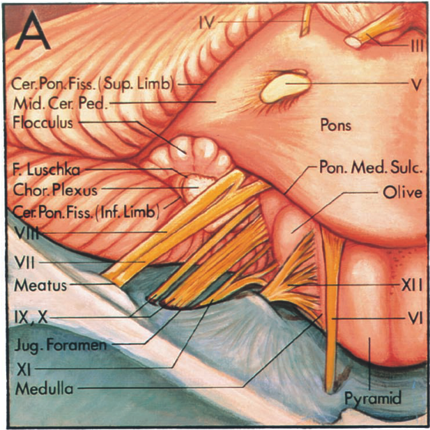 Anterosuperior views
