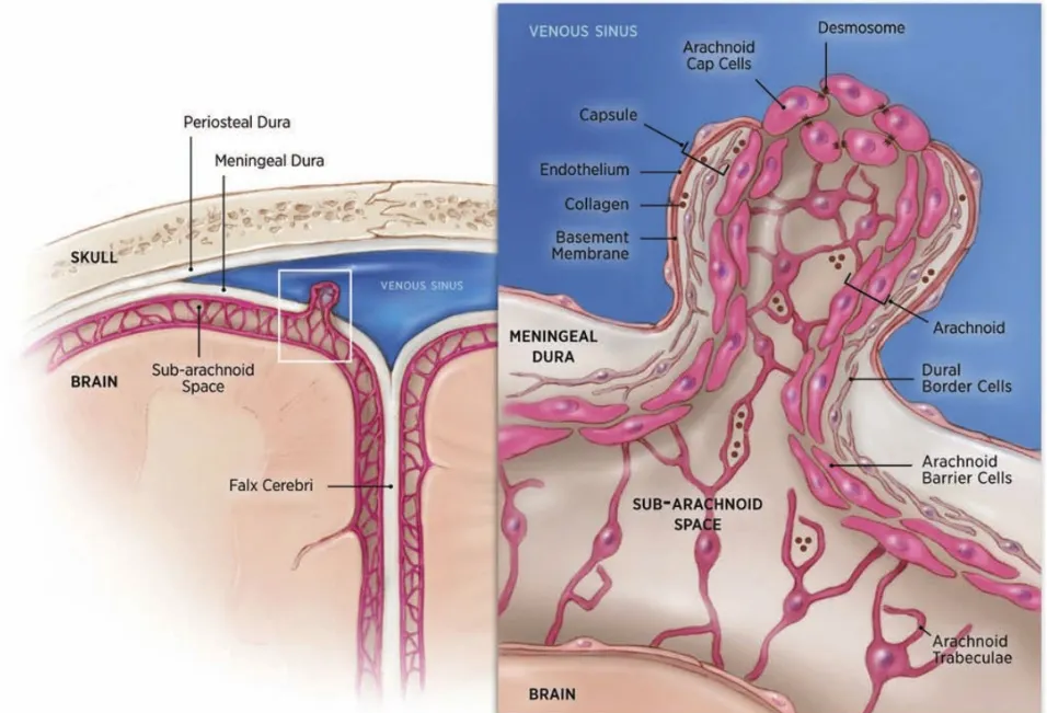 Illustration of the fine structure of an arachnoid granulation and its relation to the superior sagittal sinus
