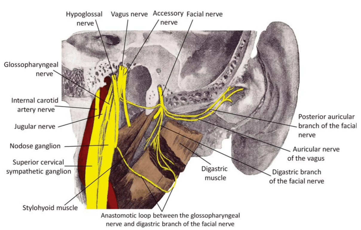 The communication between the glossopharyngeal and facial nerves travelling through the posterior belly of the digastric muscle. Note that in this case, the ansa is continuous with a digastric branch of the facial nerve. Other communications are seen in this picture: 
(1) connection of the glossopharyngeal nerve with the jugular nerve of the superior cervical sympathetic ganglion and the nodose ganglion of the vagus nerve and 
(2) connection between the auricular nerve of the vagus nerve and the facial nerve trunk.