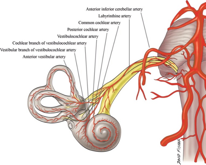 Labyrinthine Artery - an overview | ScienceDirect Topics