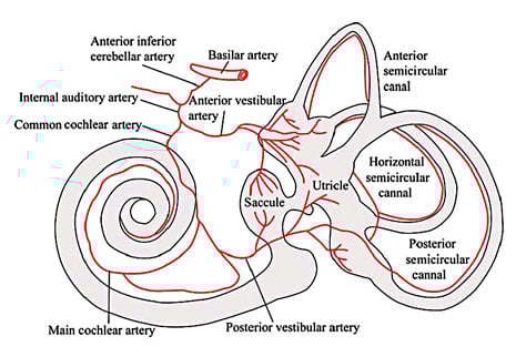 The arterial supply to the inner ear. Reprinted with permission from... | Download Scientific Diagram