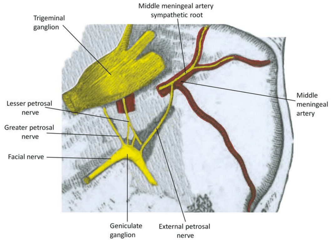 Carotid plexus also communicates with Gasserian ganglion and abducens nerve (not shown here)