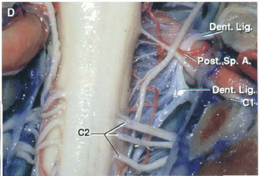 Close-up of a human body AI-generated content may be incorrect.