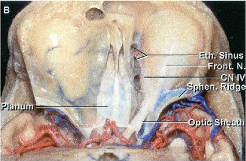 ; Sinus eri8idg PIQn• 