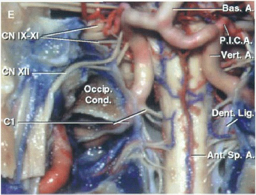 A close-up of a human body AI-generated content may be incorrect.