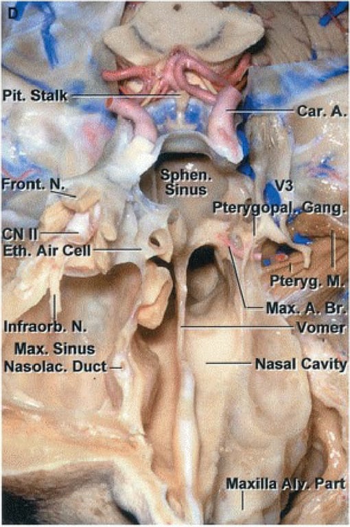eo leseo• •ono •oe10seN snug INO 