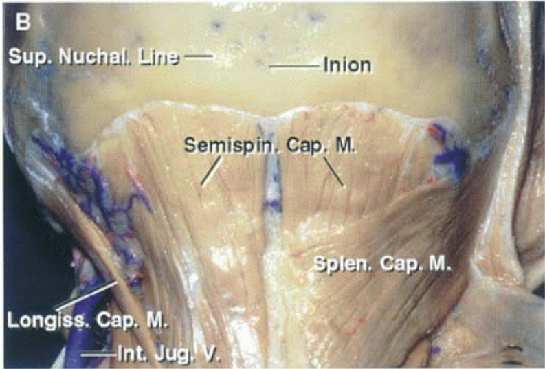 •deo •ss Duon •deo •ualé 'deo 