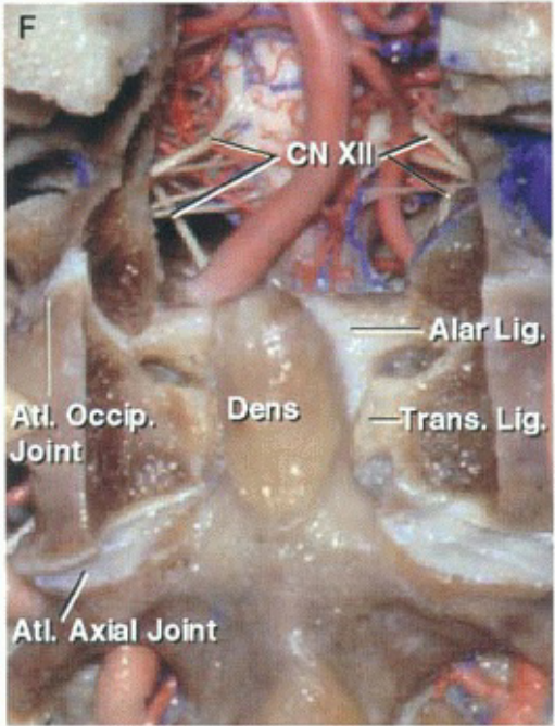 ccv._ tl. Joht Dens rans. 