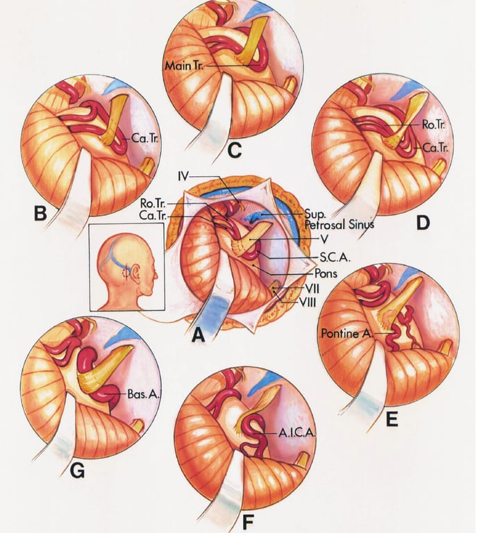 Ro.Tr. Ca.Tr. rosal Si SC.A. Pons VII VIII Bas. 