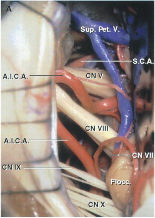 A.I.C.A. A.I.C.A. CN IX sup. V. S.C.A. CNV CN VIII CN VII FIS CNX 
