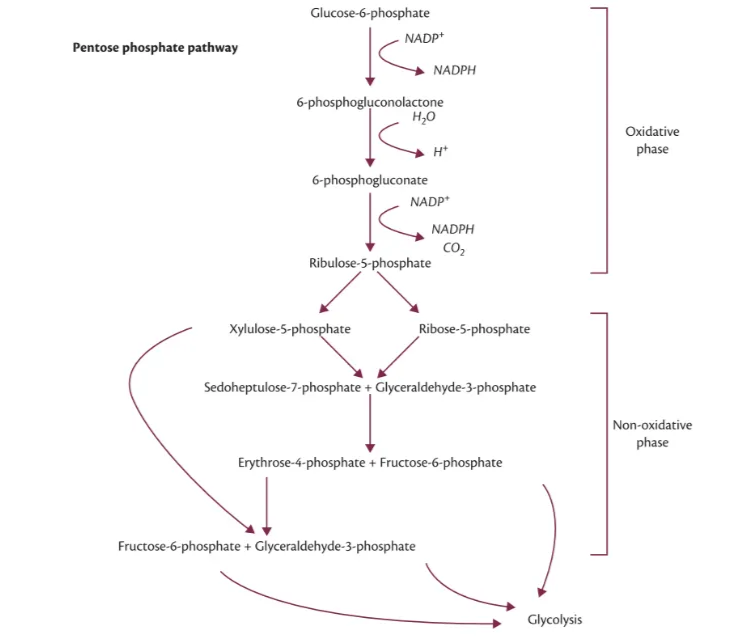 Pentose phosphate pathway. The pentose phosphate pathway (PPP) is an alternative pathway for glucose utilization and is found to be upregulated following TBI. It provides several biochemical substrates that are potentially protective, and this is an actively explored research avenue.