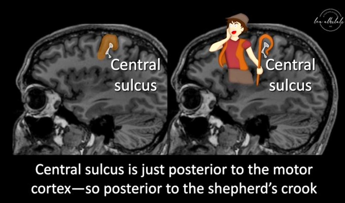 Central sulcus Central sulcus Central sulcus is just posterior to the motor cortex—so posterior to the shepherd's crook 