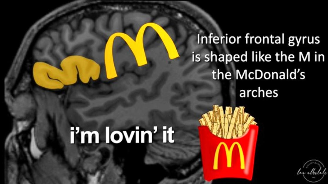 Infe ior frontal gyrus issha ed like the M in the McDonald's arches i'm lovin' it 