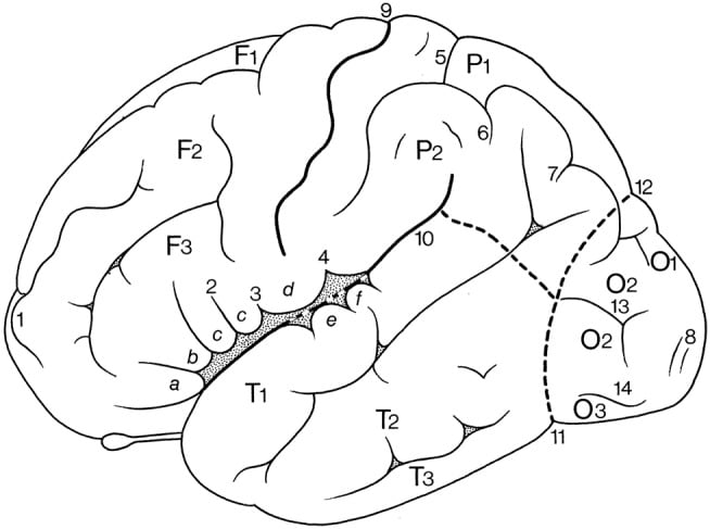 A diagram of a brain AI-generated content may be incorrect.