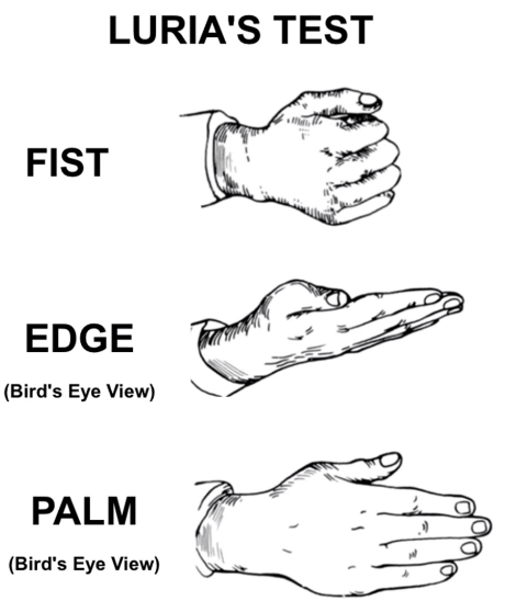 LURIA'S TEST FIST EDGE (Bird's Eye View) PALM (Bird's Eye View) 4 