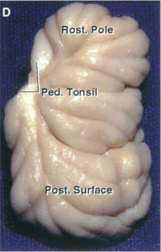 Rost, Pole Péd.fronsil Ost. Surface 