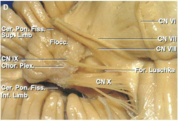 ' ιιι ντι CNX . Ρόη.Έί 