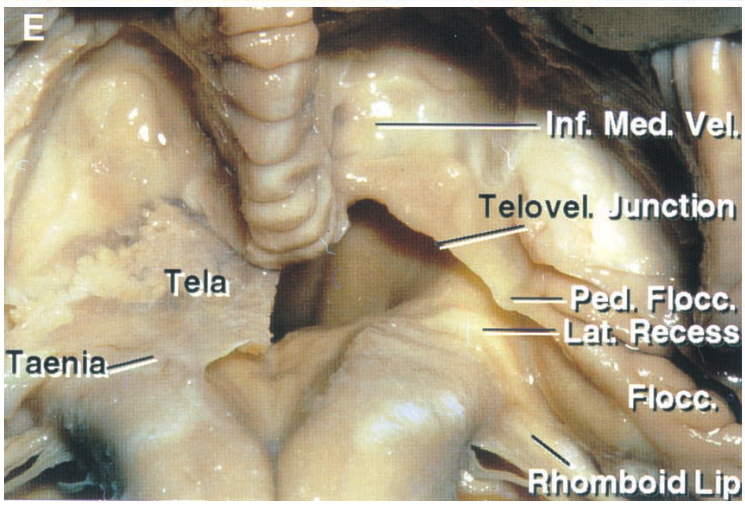 f. Med. V Tetovel. Ji nctb boid Lip 