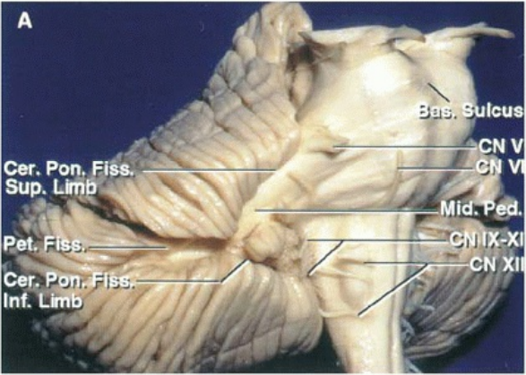 Cer. Port. F". Sup. Lip? pet. Inf. 