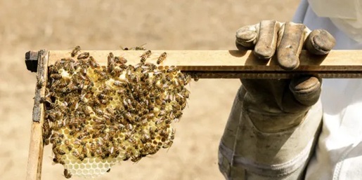 Exploitation de miel pour la conception de chamillard