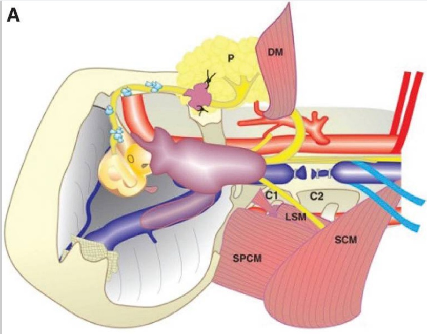 A diagram of the human ear AI-generated content may be incorrect.