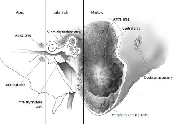 Anatomy and Embryology of the Ear | Ento Key